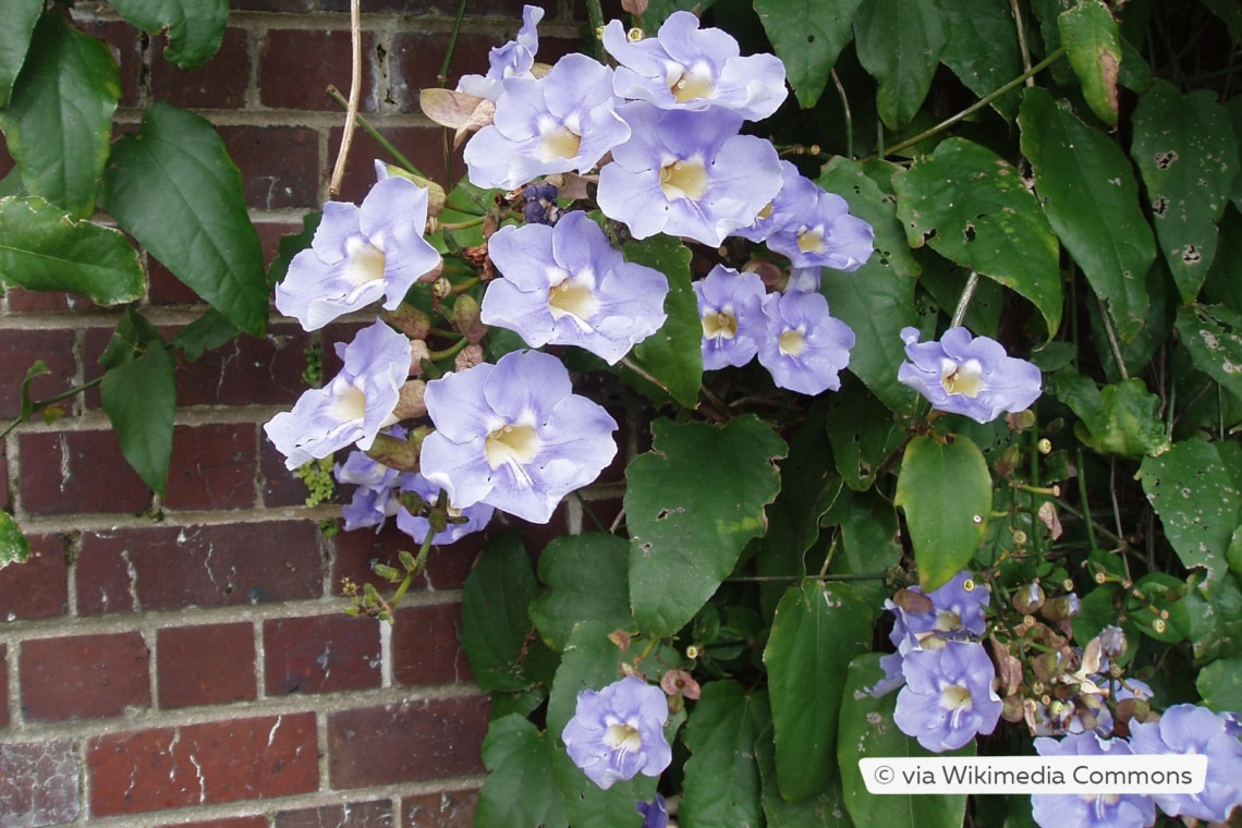 Großblütige Thunbergia (Thunbergia grandiflora)