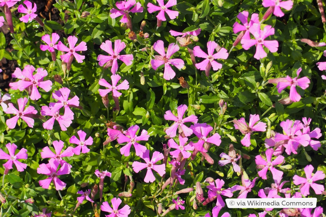 Herbst-Leimkraut (Silene schafta 'Splendens')