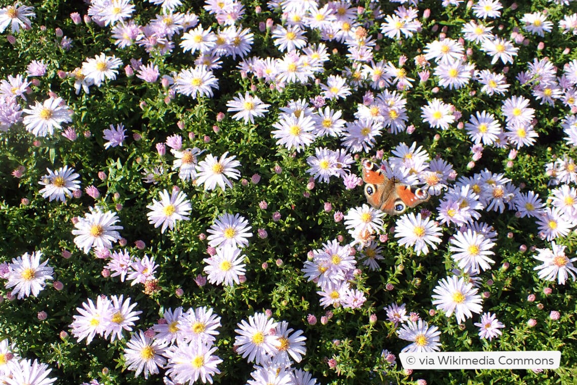 Herbstastern (Symphyotrichum)