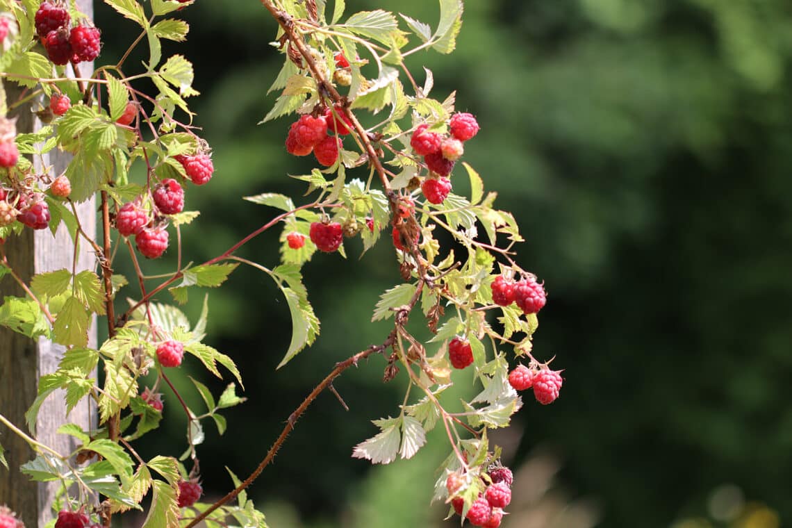 Himbeeren (Rubus idaeus)