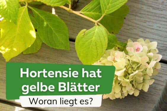 Hortensie bekommt gelbe Blätter