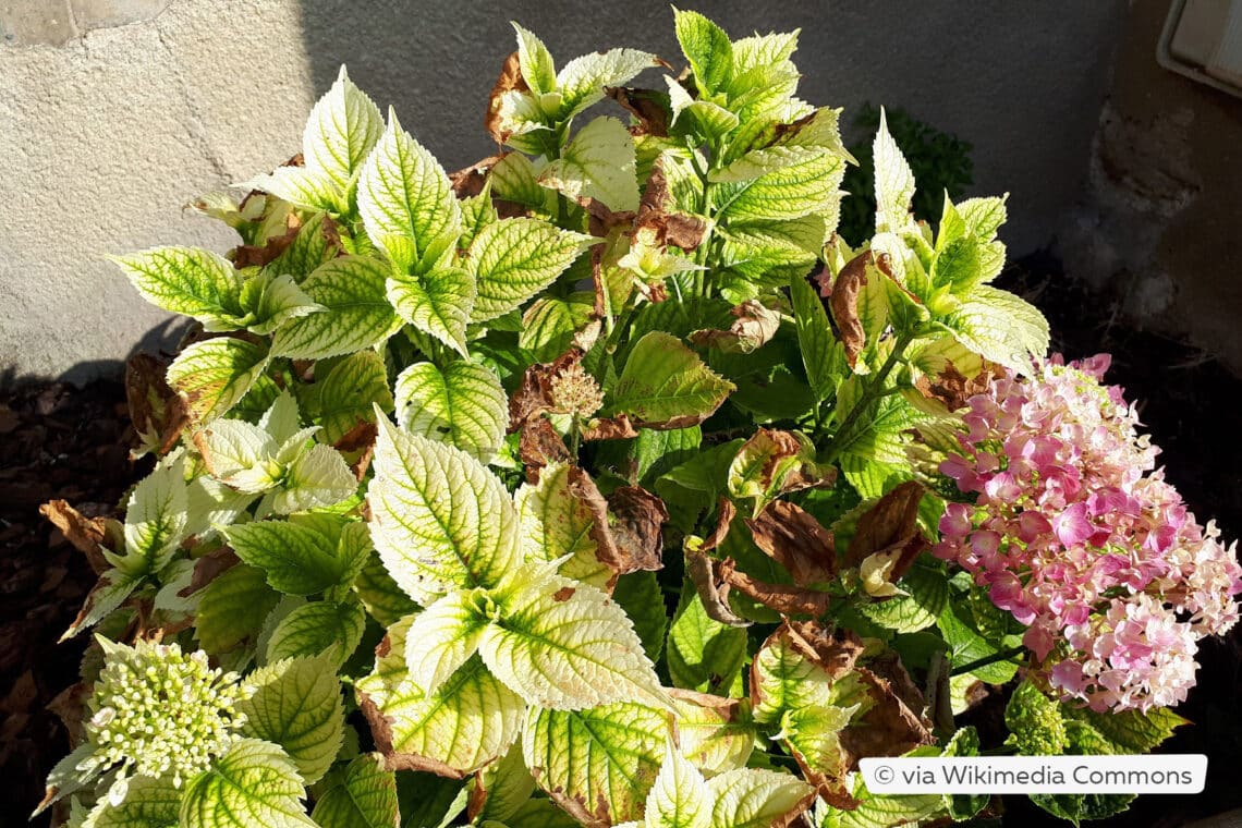 Hortensie mit Chlorose durch Eisenmangel