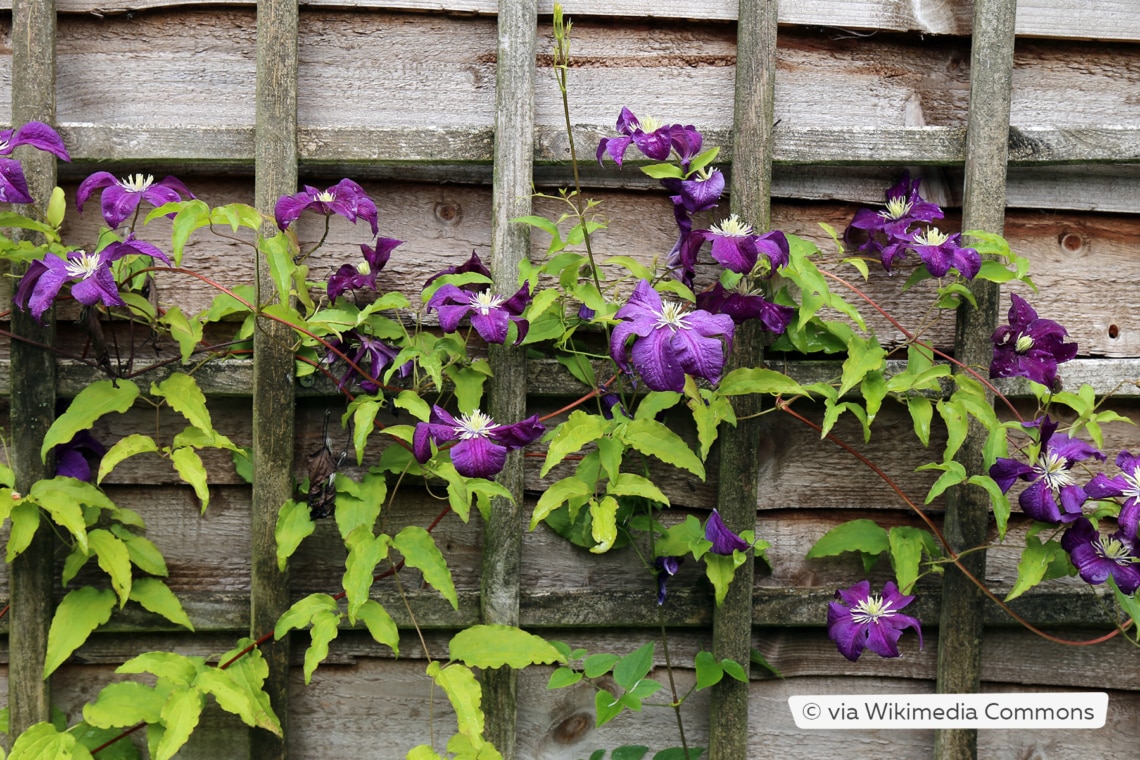 Italienische Waldreben (Clematis viticella)