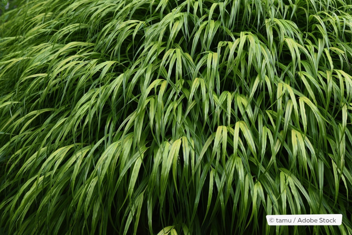 Japan-Berggras (Hakonechloa macra)