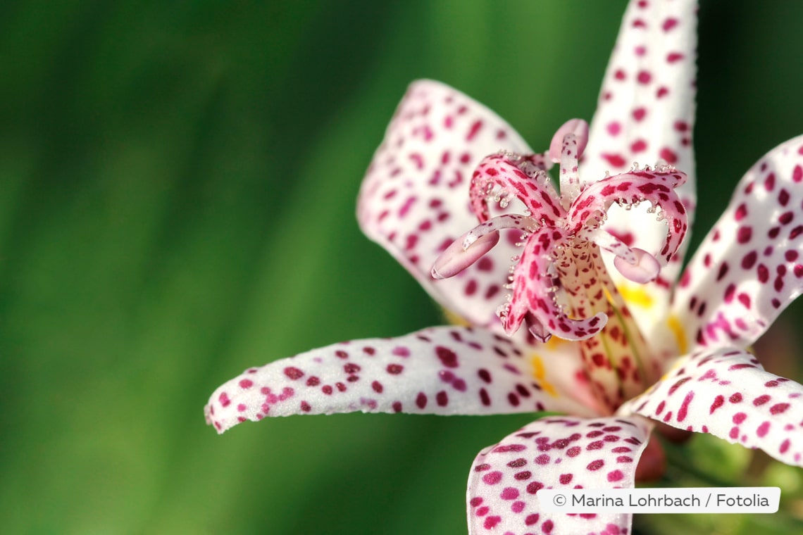 Japan Krötenlilie (Tricyrtis hirta)