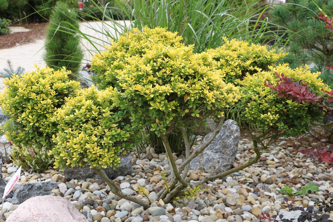 Japan-Stechpalme (Ilex crenata) Löffel-Illex