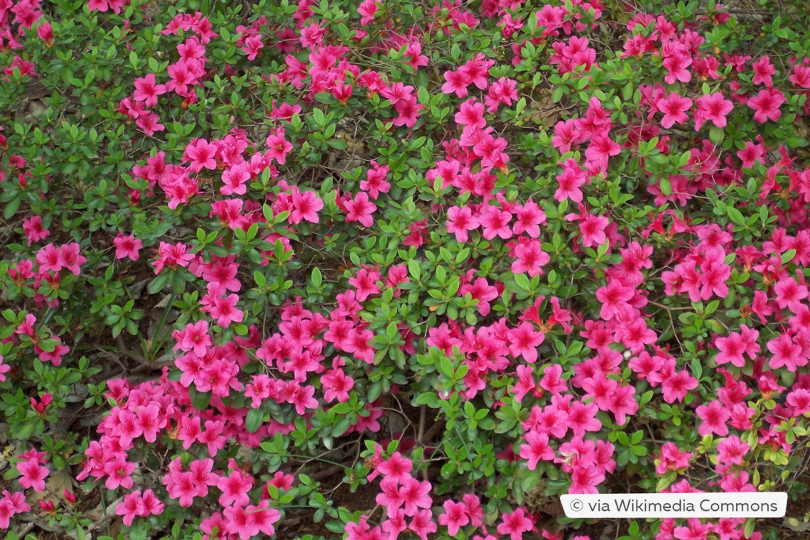 Japanische Azalee (Rhododendron obtusum)