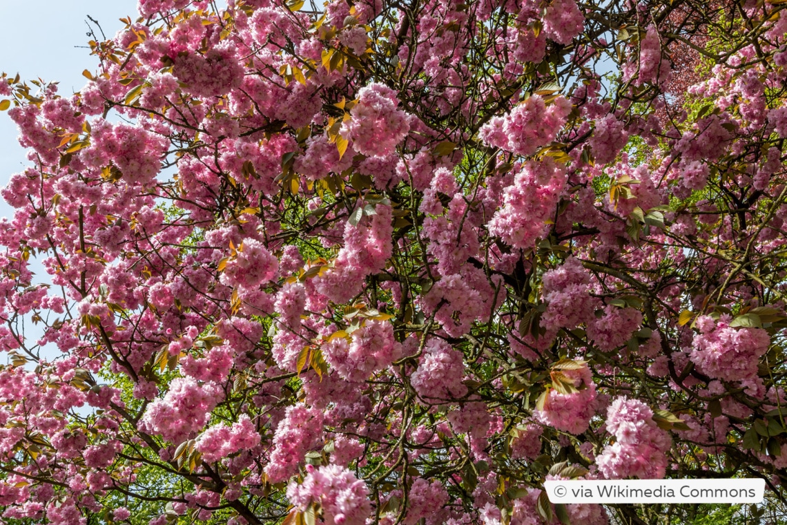 Japanische Blütenkirsche (Prunus serrulata)