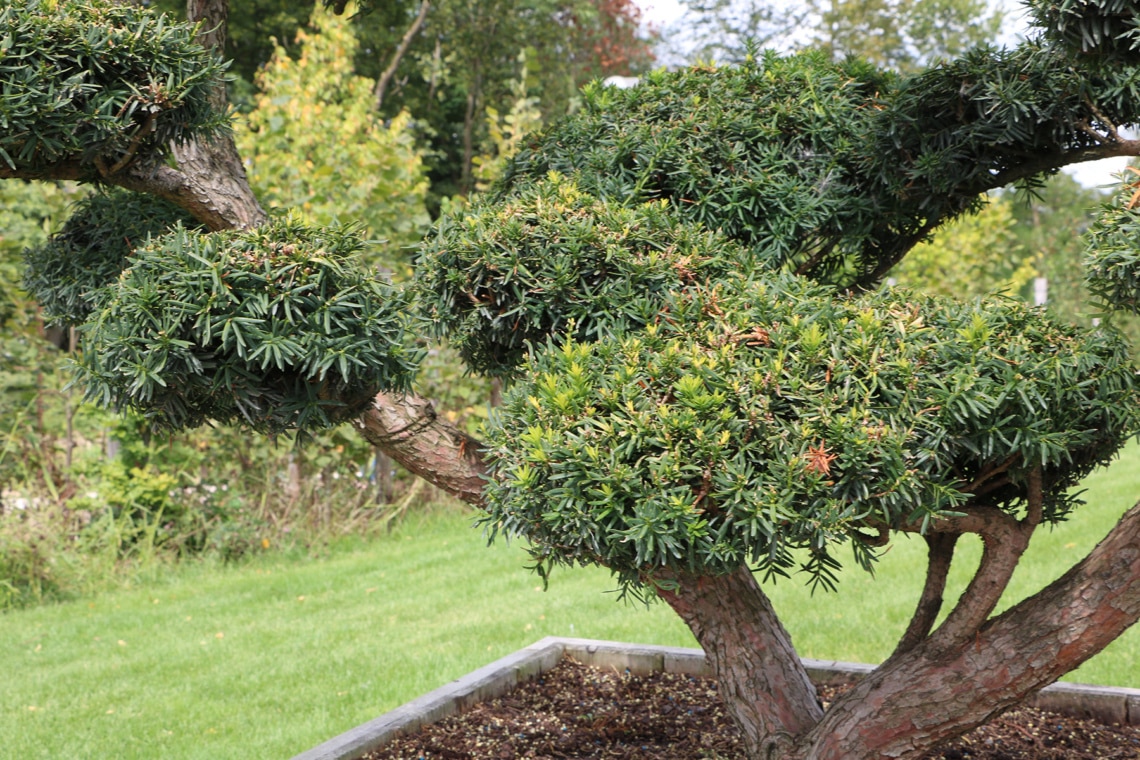 Japanische Eibe (Taxus cuspidata)