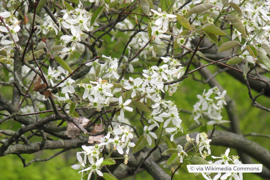 Japanische Felsenbirne (Amelanchier asiatica)