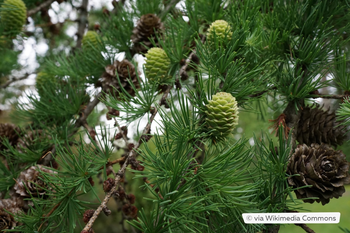 Japanische Lärche (Larix kaempferi)