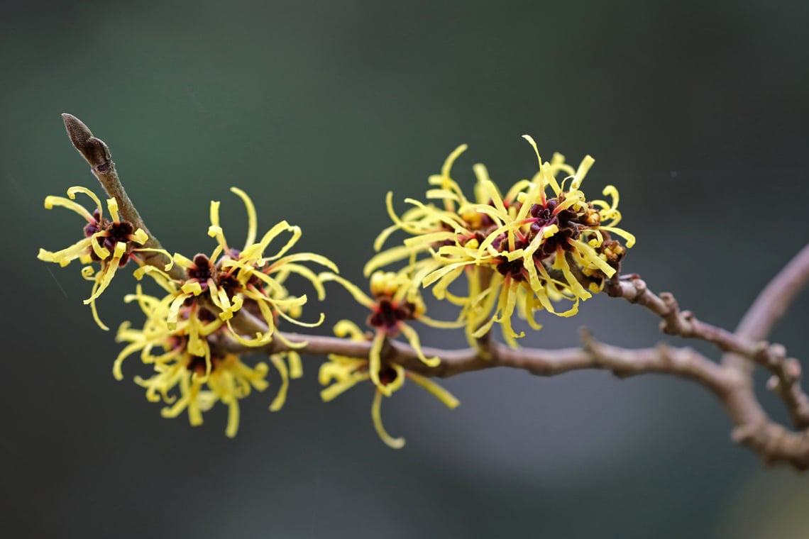 Japanische Zaubernuss (Hamamelis japonica)