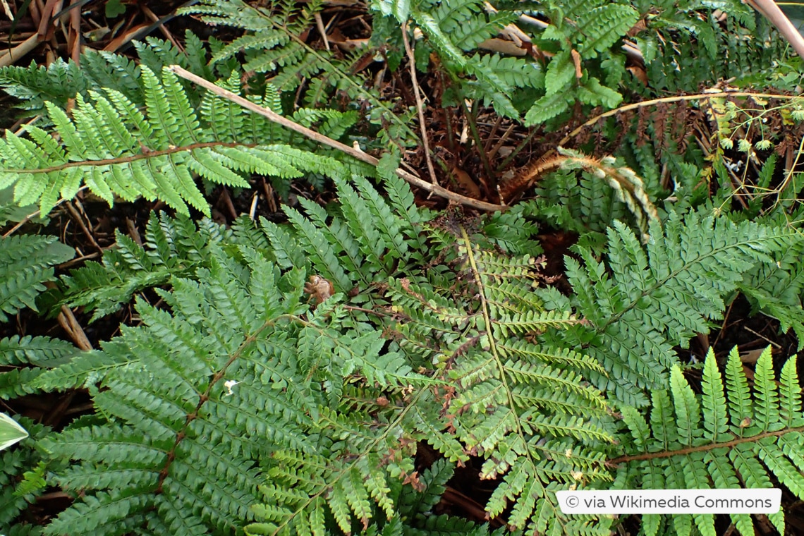 Japanischer Schildfarn (Polystichum polyblepharum)