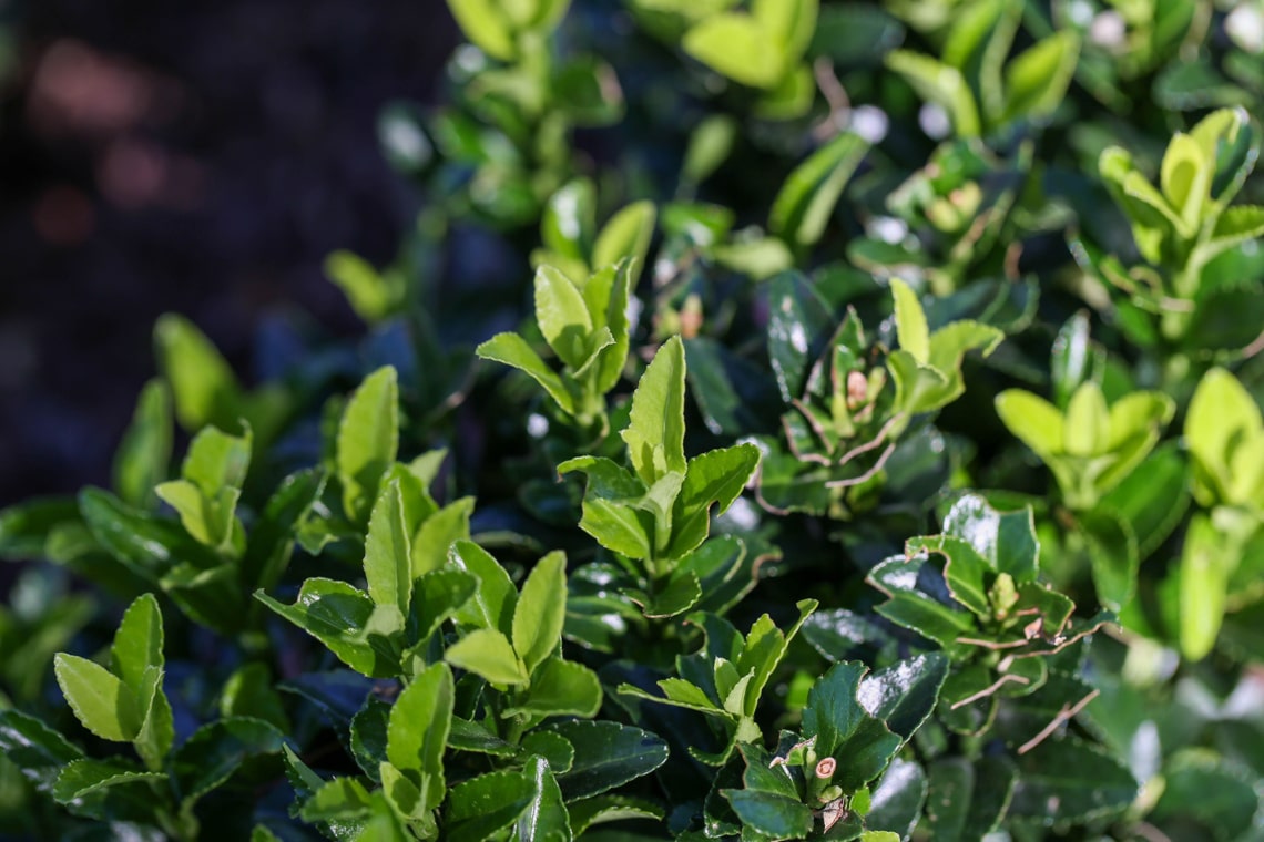 Japanischer Spindelstrauch "Paloma Blanca" Euonymus japonicus)