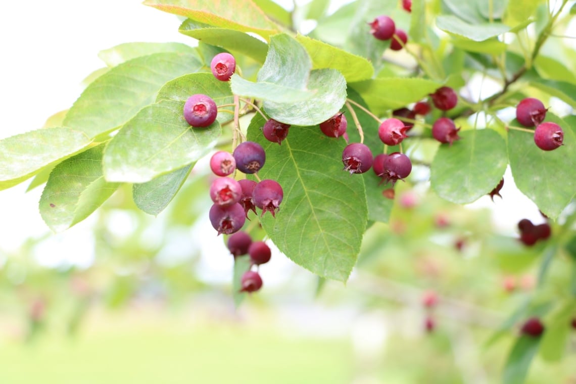 Kahle Felsenbirne (Amelanchier laevis)