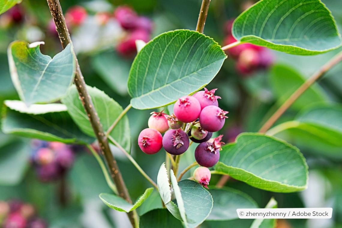 Kanadische Felsenbirne (Amelanchier canadensis)