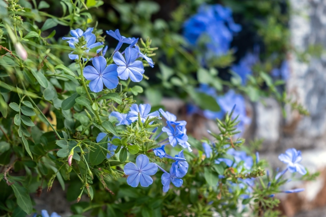 Kap-Bleiwurz (Plumbago auriculata)