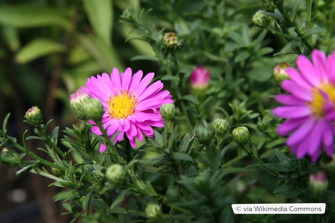 Kissen-Aster (Aster dumosus)