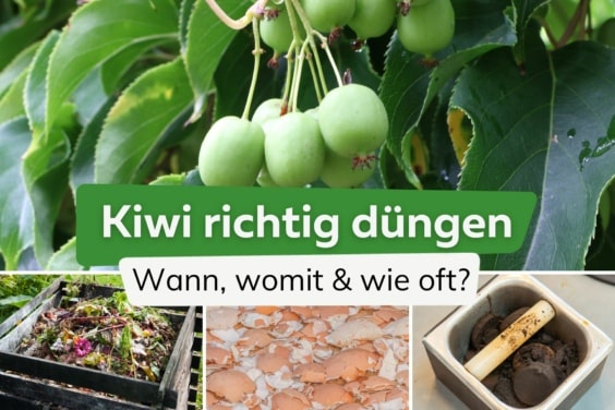 Kiwi düngen: wann, womit und wie oft?