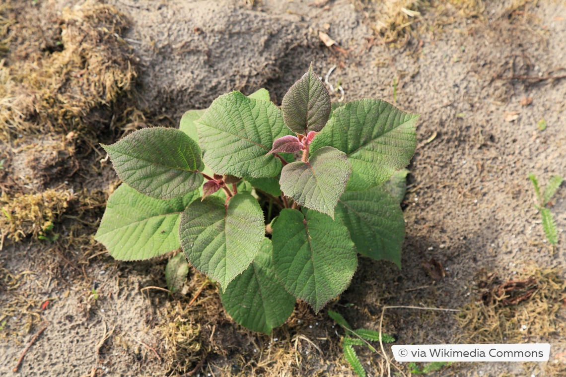 junge Kiwipflanze (Actinidia Deliciosas)