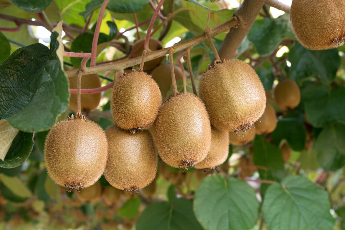 Kiwis (Actinidia)