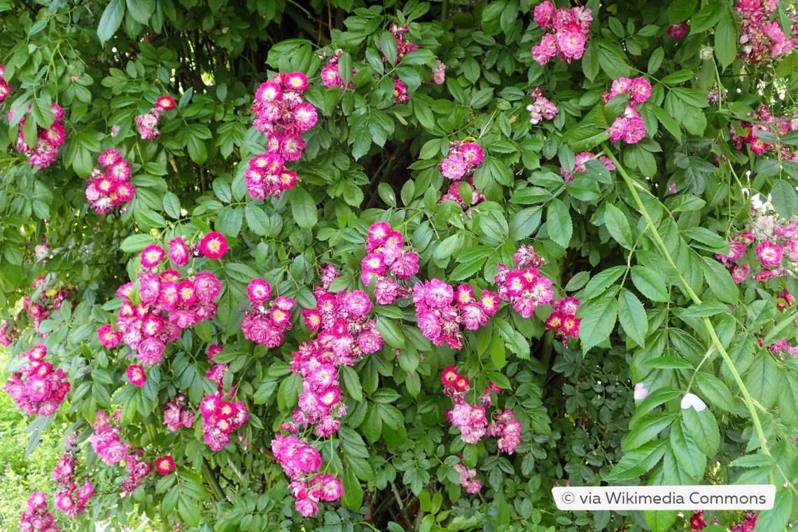 Kletterrose 'Perennial Blue'