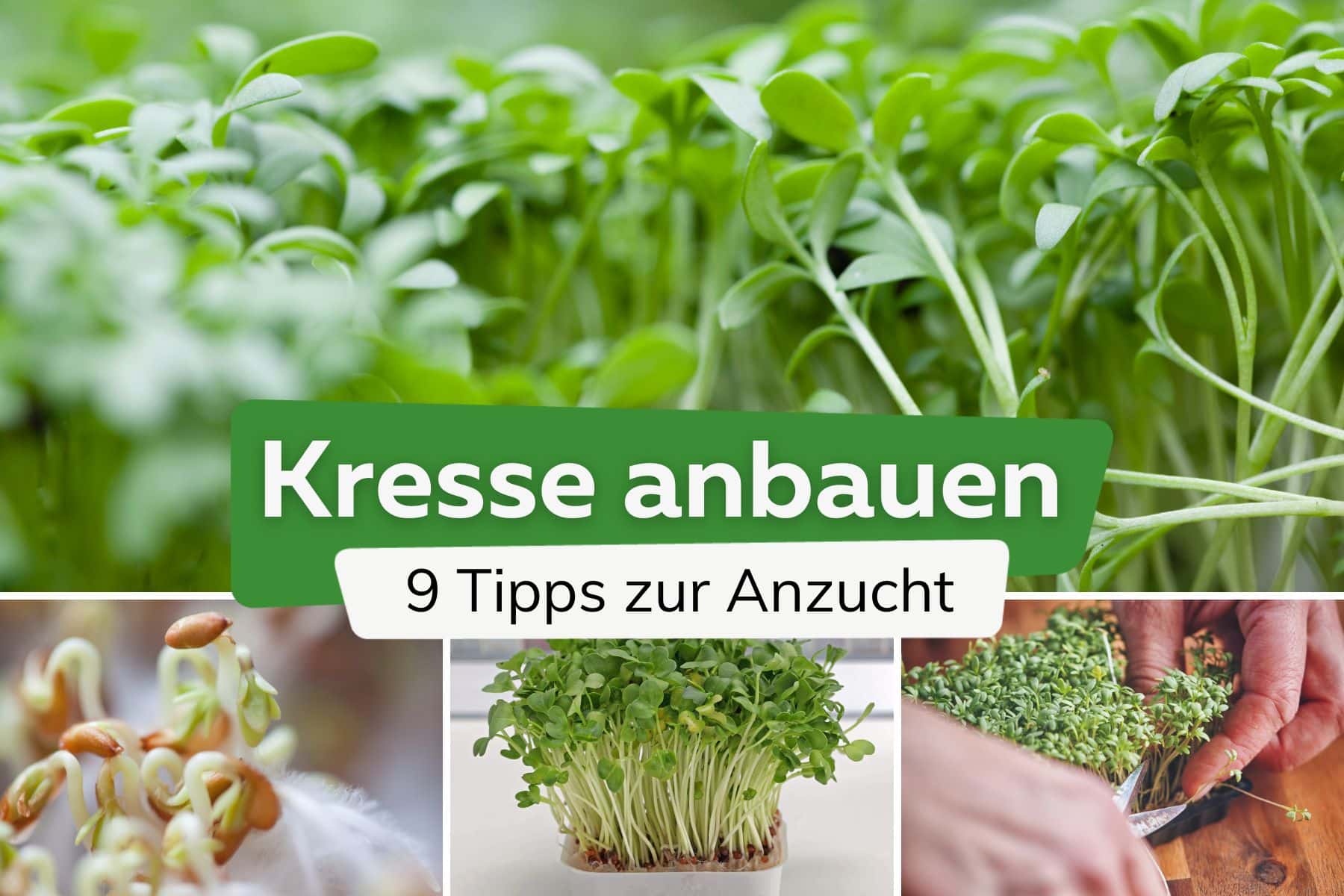 Kresse ansäen und anbauen Tipps Titel