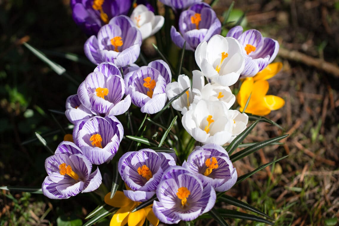 Krokusse (Crocus)