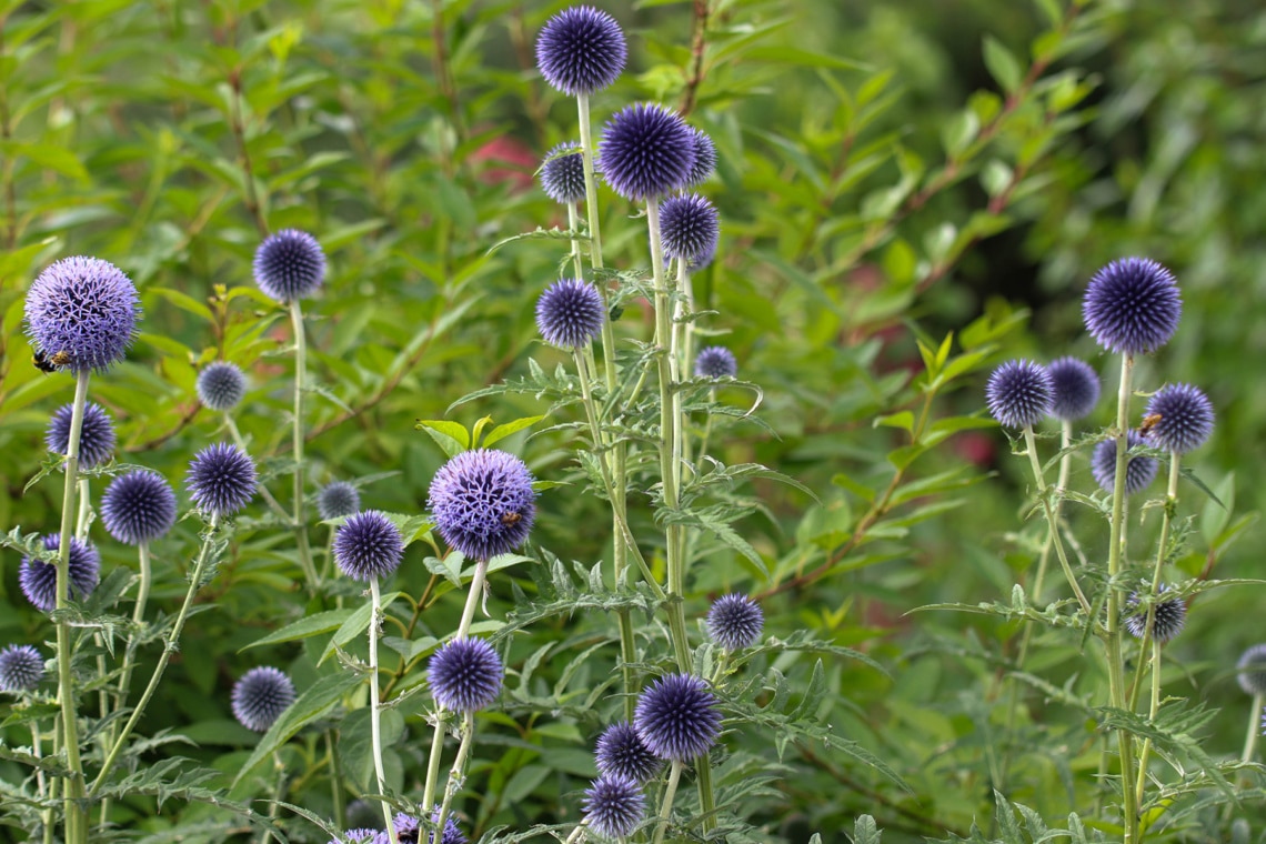 Kugeldistel (Echinops bannaticus)