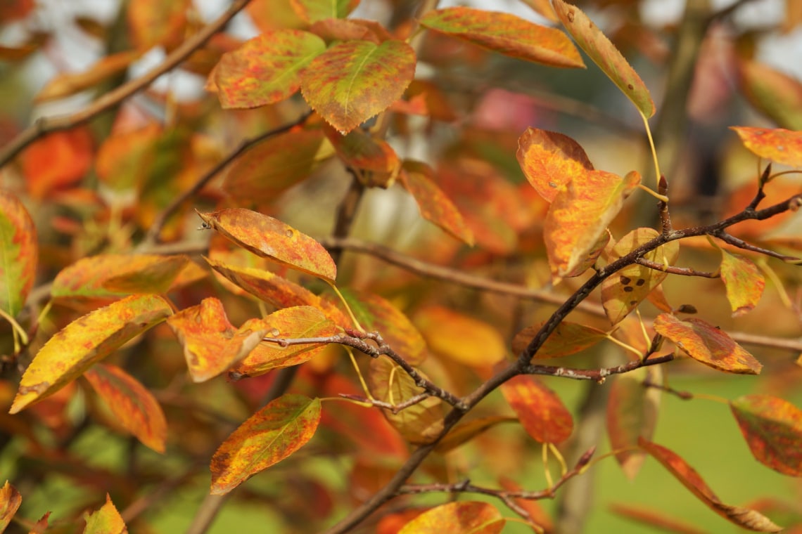 Kupfer-Felsenbirne (Amelanchier lamarckii)