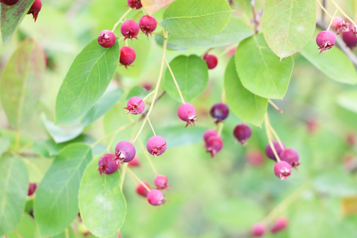 Kupfer-Felsenbirne (Amelanchier lamarckii)