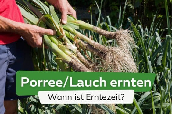 Erntezeit von Lauch - Wann Porree ernten