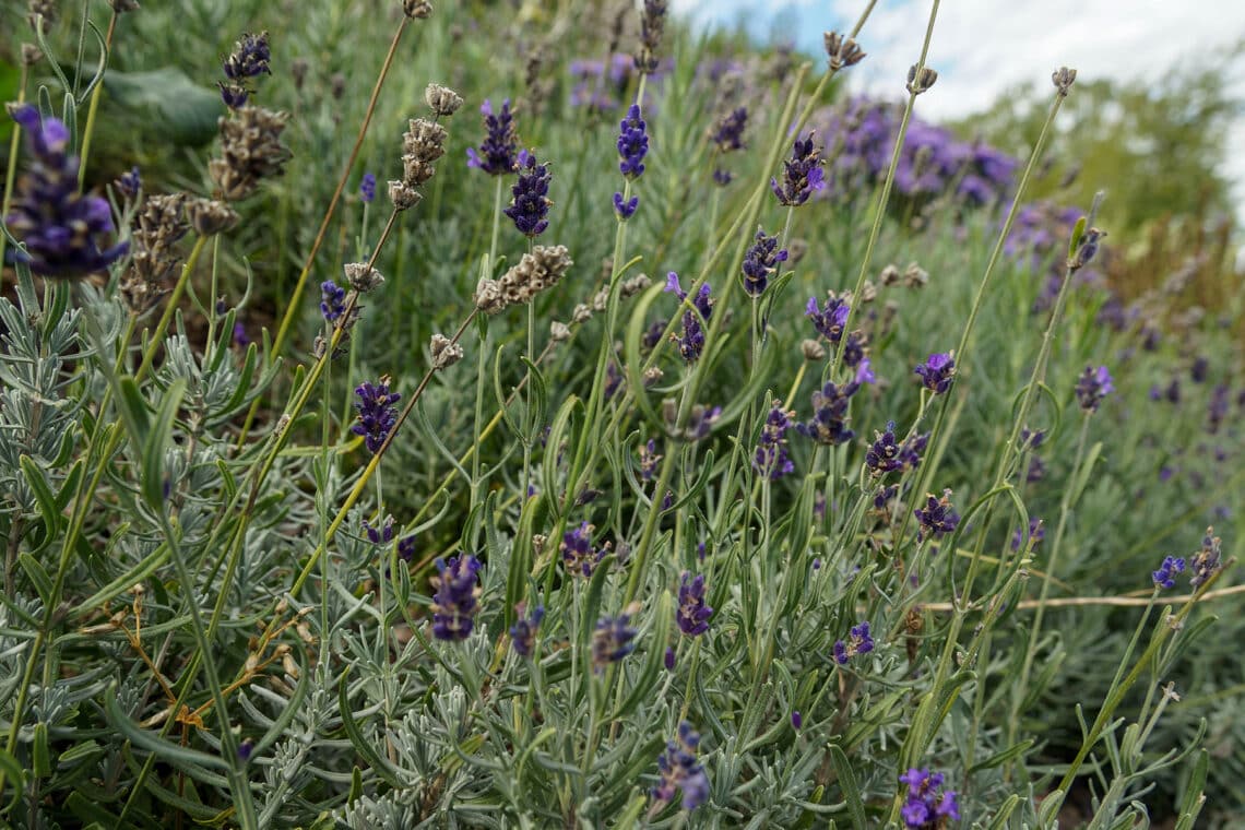 Lavendel