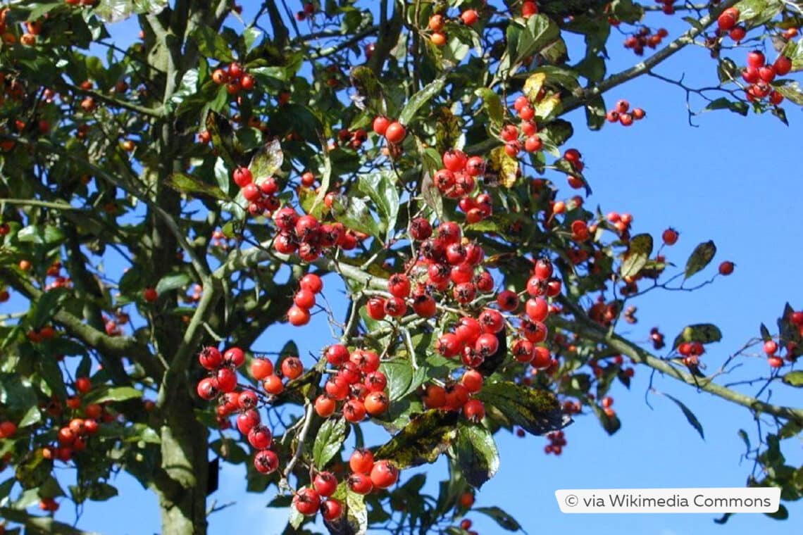 Lederblättriger Weißdorn (Crataegus x lavallei 'Carrierei')