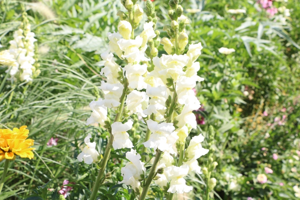 Löwenmäulchen (Antirrhinum majus 'Rocket White F1')