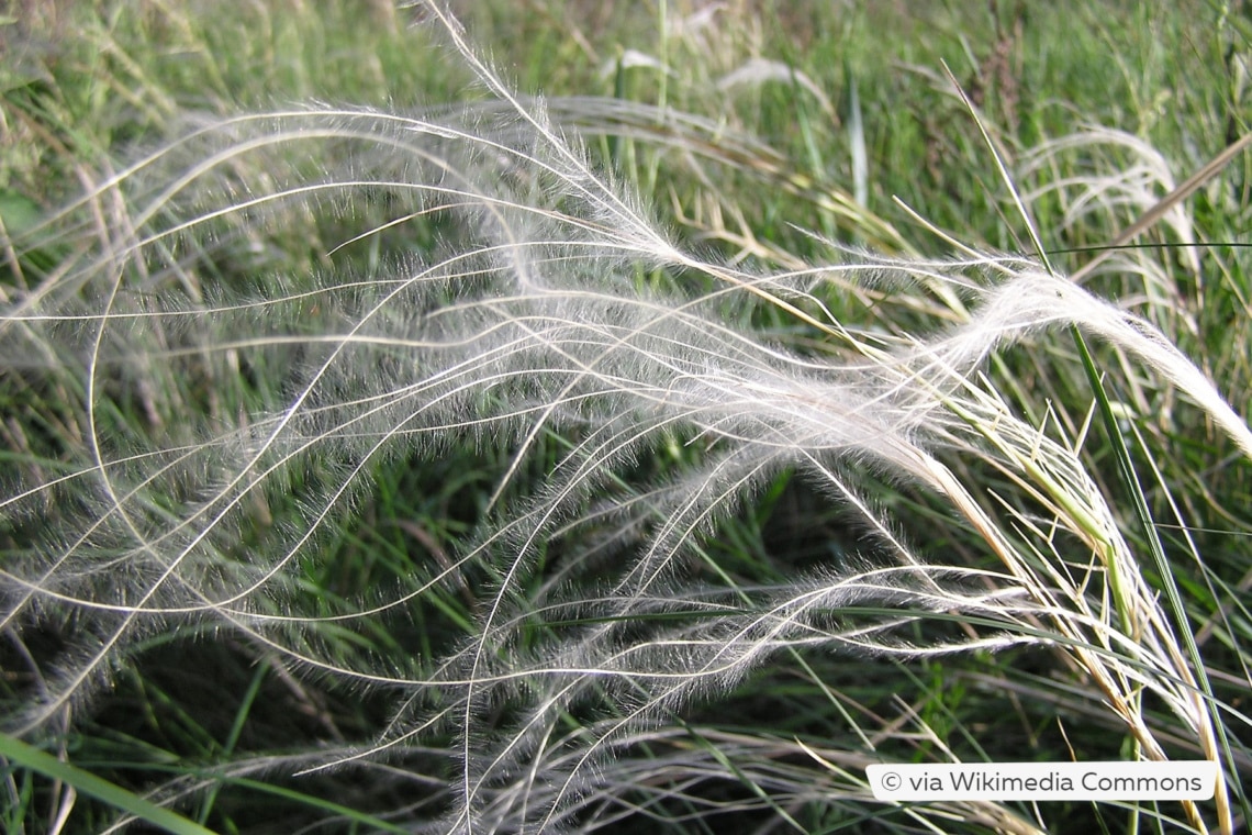 Mädchenhaargras (Stipa pennata)