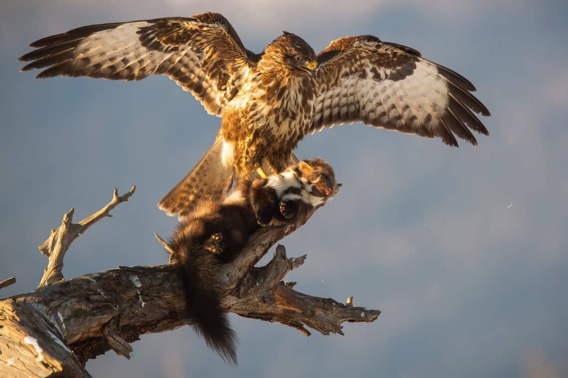 Greifvogel (Mäusebussard) hält toten Marder