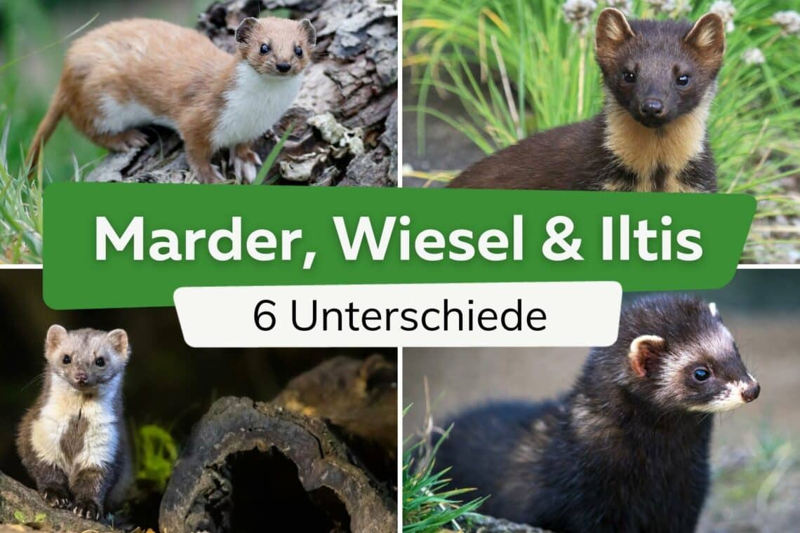 Marder, Wiesel und Iltis - Unterschiede erkennen