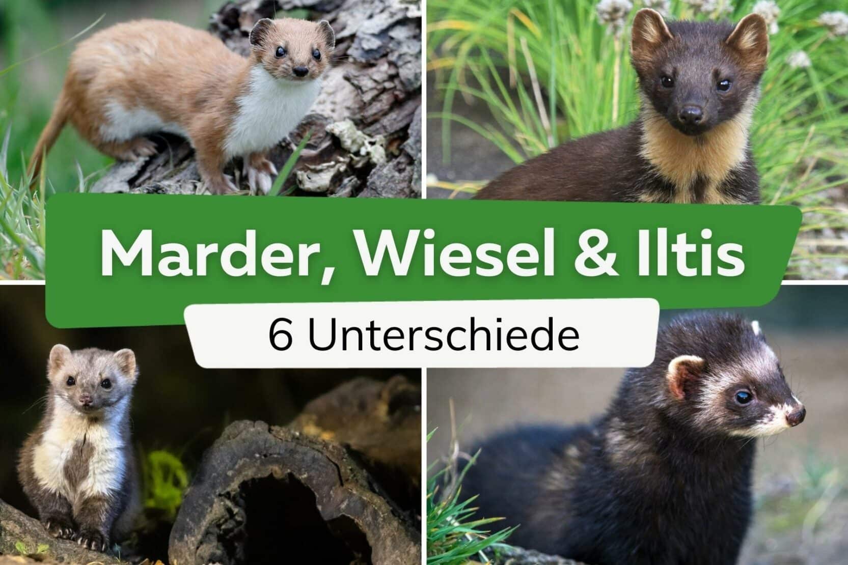 Wie Sieht Ein Marder Aus Bilder Von Mardern