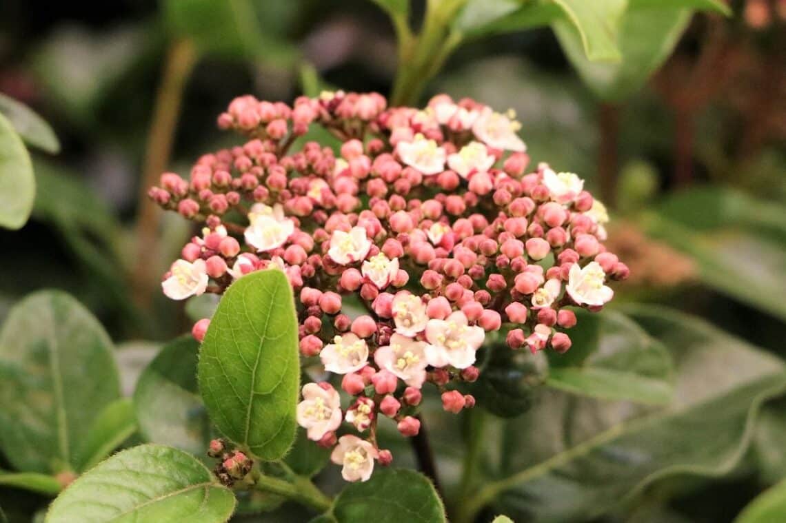 Mittelmeer-Schneeball (Viburnum tinus 'Lisarose')