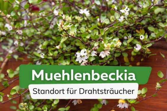 Muehlenbeckia Standort Titel