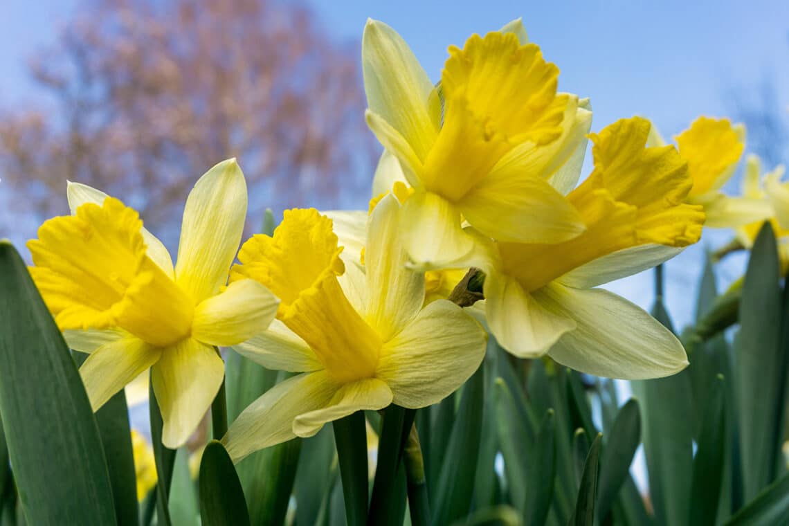 Narzisse (Narcissus pseudonarcissus)