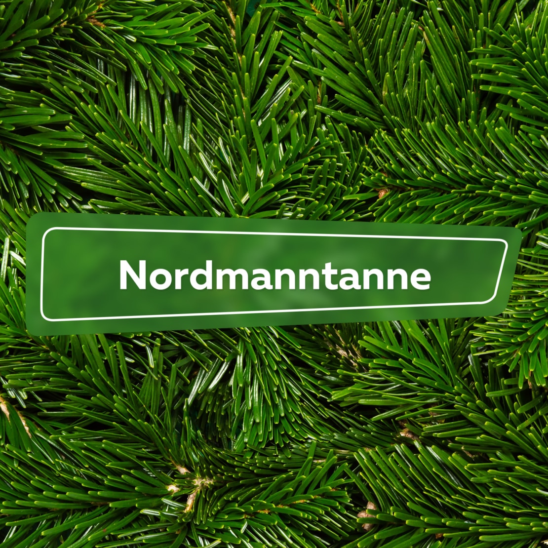 Nordmanntanne