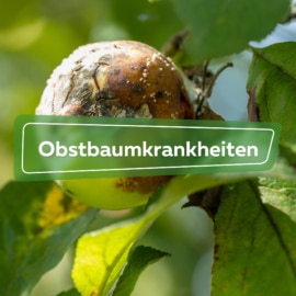 Obstbaumkrankheiten