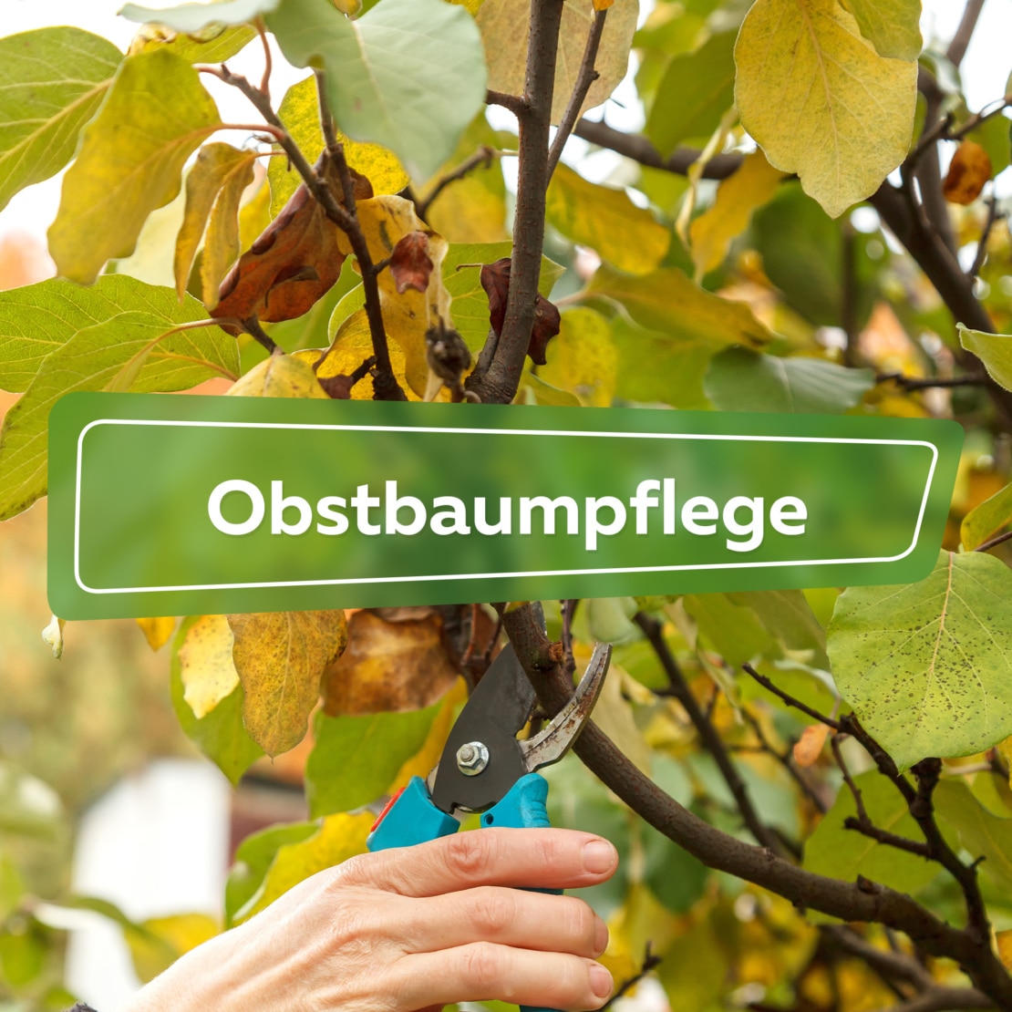 Obstbaumpflege