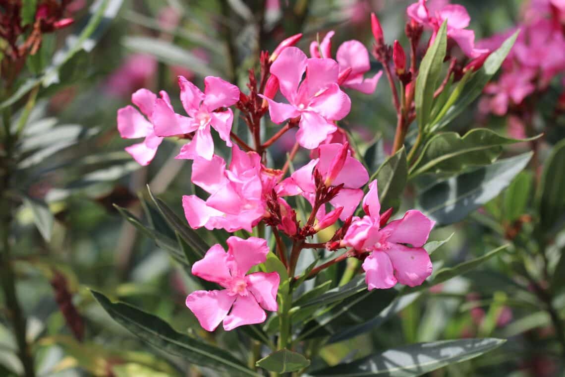 Oleander (Nerium oleander)