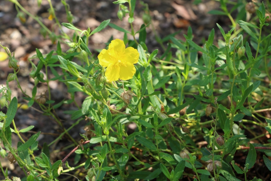 Ovalblättriges Gewöhnliches Sonnenröschen (Helianthemum nummularium subsp. obscurum)