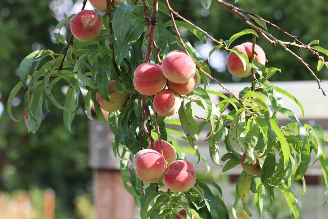 Pfirsichbaum (Prunus persica)