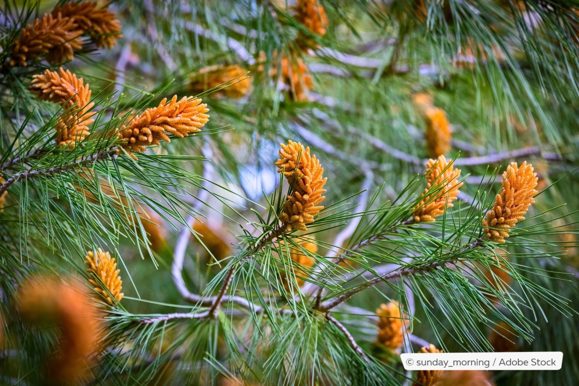 Pinienbaum (Pinus pinea)