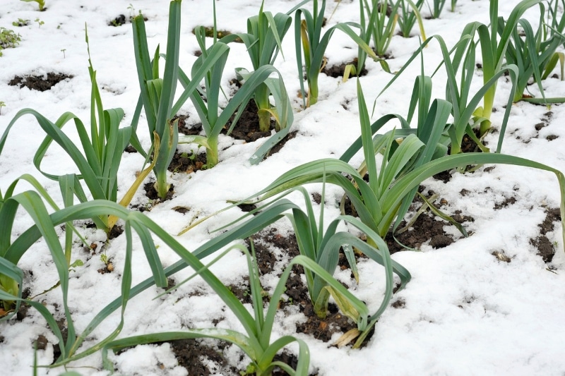 Porree im Winter im Beet, mit Schnee bedeckt